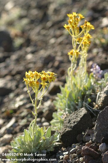 Packera cana (Senecio canus)