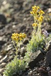 Woolly Butterweed