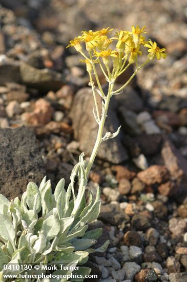 Packera cana (Senecio canus)