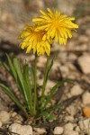 Smooth Mountain Dandelion