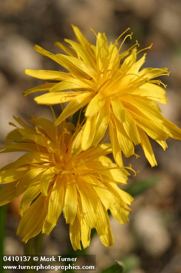 Nothocalais alpestris