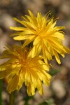 Smooth Mountain Dandelion blossoms detail