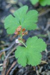 Crater Lake Currant blossoms & foliage detail