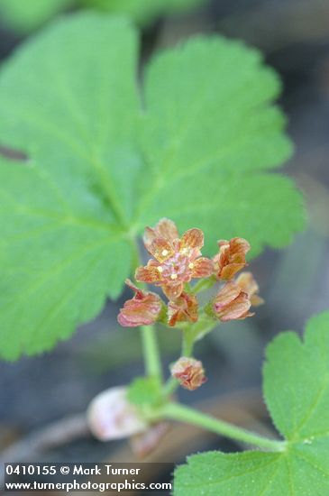 Ribes erythrocarpum