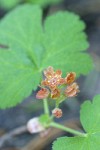 Crater Lake Currant blossoms & foliage detail