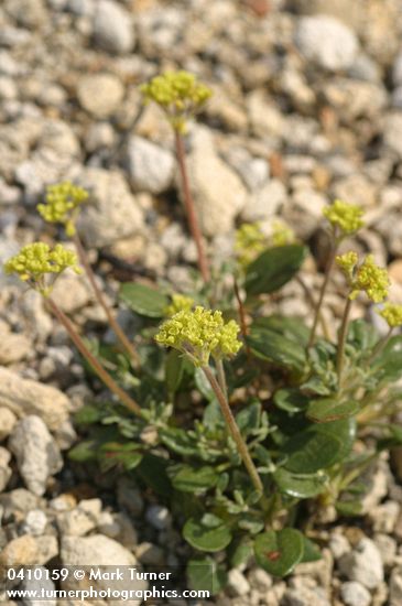 Eriogonum marifolium