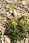 Marum-leaved Buckwheat