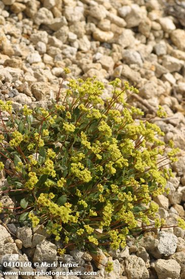 Eriogonum marifolium