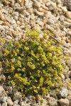 Marum-leaved Buckwheat