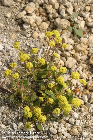 Eriogonum marifolium