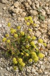 Marum-leaved Buckwheat