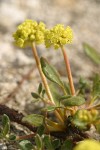 Marum-leaved Buckwheat blossoms & foliage detail