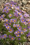 Blue Dwarf Fleabane