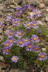 Blue Dwarf Fleabane