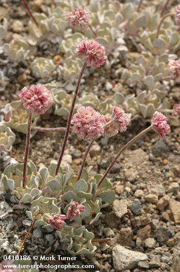 Eriogonum ovalifolium var. nivale