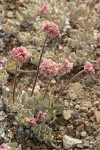 Cushion Buckwheat