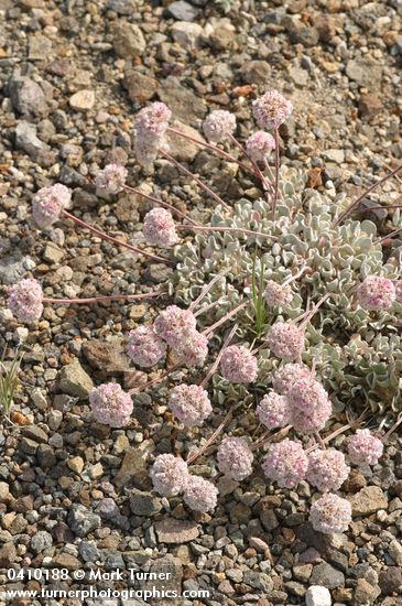 Eriogonum ovalifolium var. nivale