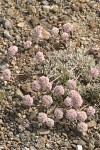 Cushion Buckwheat