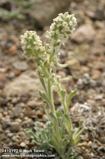 Cryptantha sobolifera