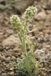 Alpine Cryptantha