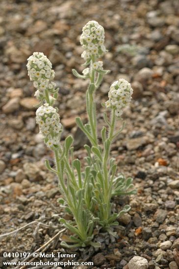 Cryptantha sobolifera