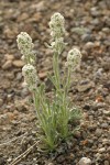 Alpine Cryptantha