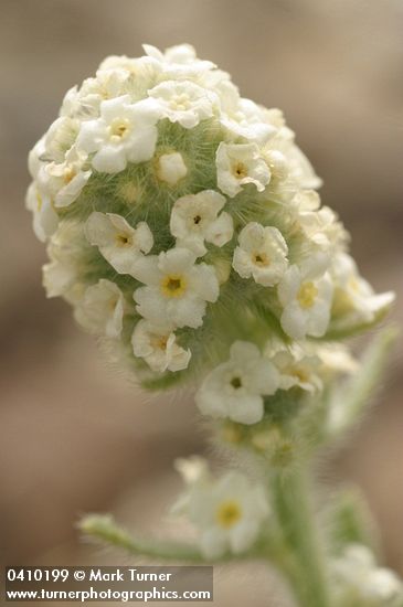 Cryptantha sobolifera