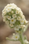 Alpine Cryptantha blossoms detail