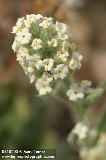 Cryptantha sobolifera