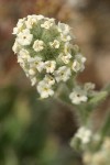 Alpine Cryptantha blossoms detail