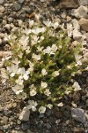 Granite Gilia