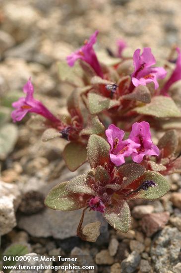 Mimulus nanus