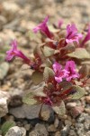 Dwarf Purple Monkey Flower