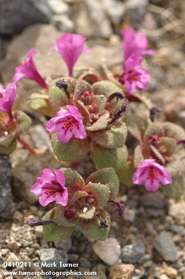 Mimulus nanus