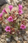 Dwarf Purple Monkey Flower