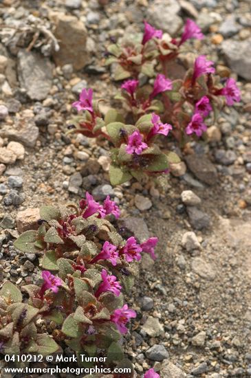 Mimulus nanus