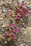 Dwarf Purple Monkey Flower