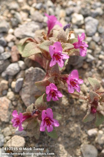 Mimulus nanus