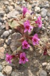 Dwarf Purple Monkey Flower