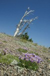 Blue Dwarf Fleabane w/ Whitebark Pine snags against blue sky on pumice field