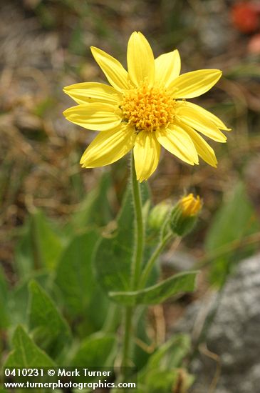 Arnica diversifolia