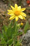 Sticky Arnica blossom & foliage