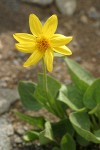 Sticky Arnica blossom & foliage