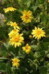 Sticky Arnica