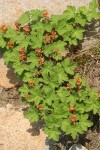 Crater Lake Currant