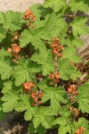 Crater Lake Currant