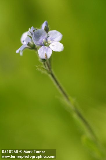 Veronica wormskjoldii