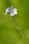 Alpine Speedwell blossoms