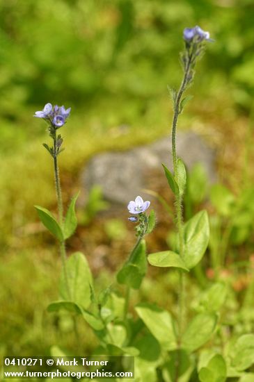 Veronica wormskjoldii