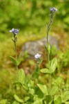 Alpine Speedwell